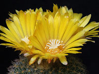 Parodia mutabilis